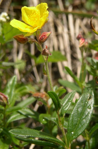 Helianthemum grandiflorum grandiflorum