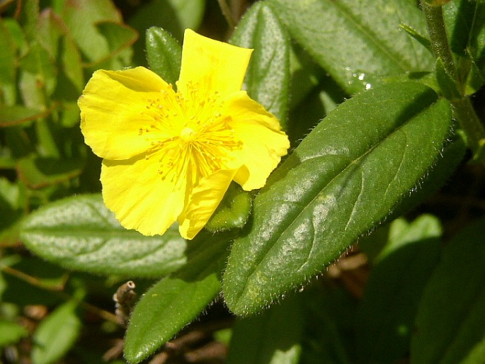 HELIANTHEMUM GRANDIFLORUM (Scop.) DC. subsp. GRANDIFLORUM – devaterník velkokvětý pravý / devätorník veľkokvetý pravý