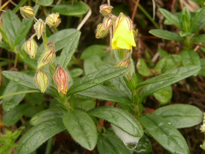 Helianthemum grandiflorum grandiflorum