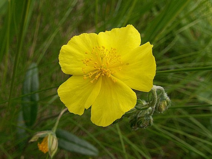 HELIANTHEMUM GRANDIFLORUM subsp. OBSCURUM (Wahlenb.) Holub – devaterník velkokvětý tmavý / devätorník veľkokvetý tmavý