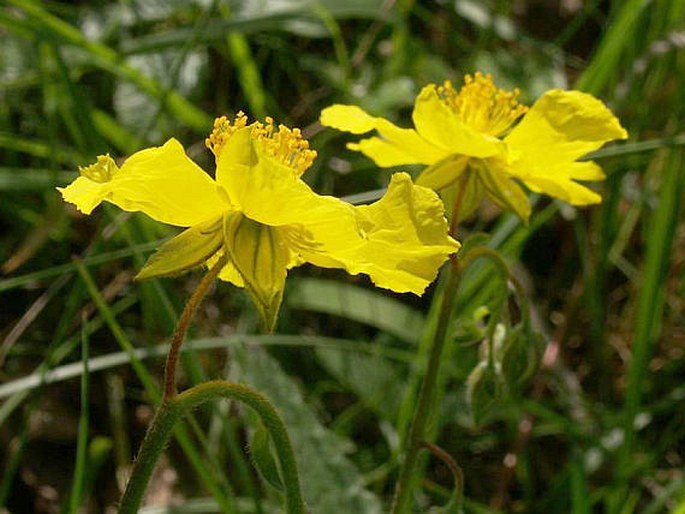 Helianthemum grandiflorum subsp. obscurum