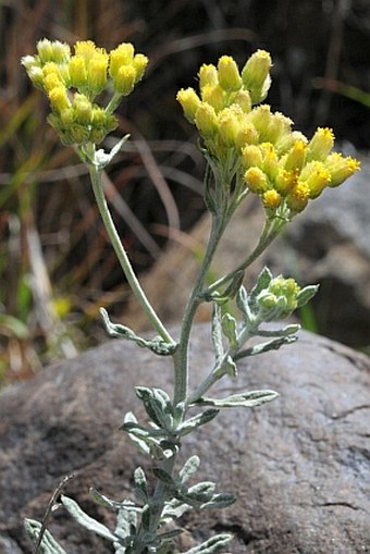 Helichrysum forskahlii