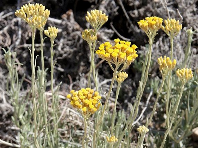 Helichrysum italicum