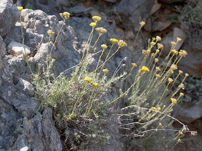 Helichrysum italicum