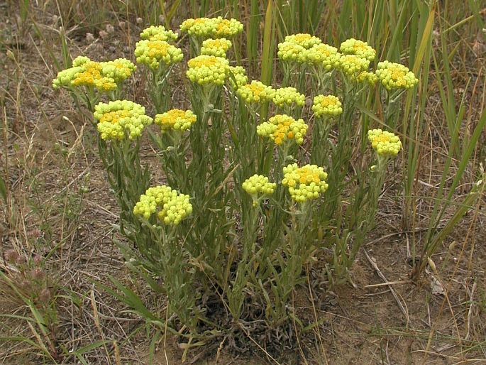 Helichrysum arenarium