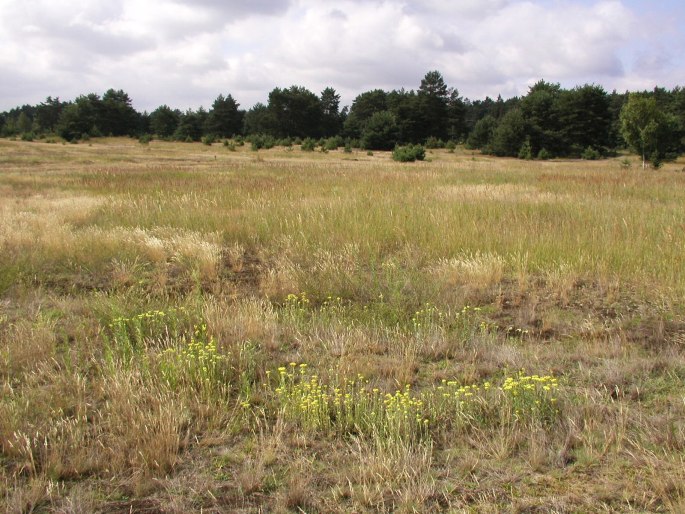 Helichrysum arenarium