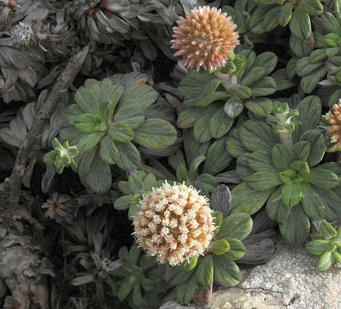 Helichrysum rosulatum