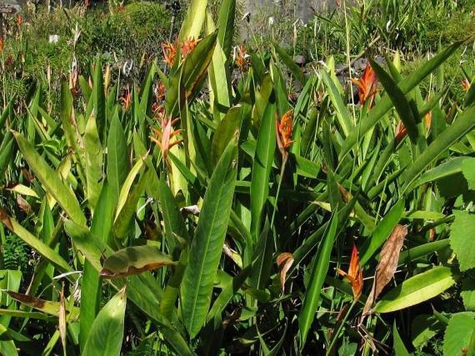 Heliconia psittacorum