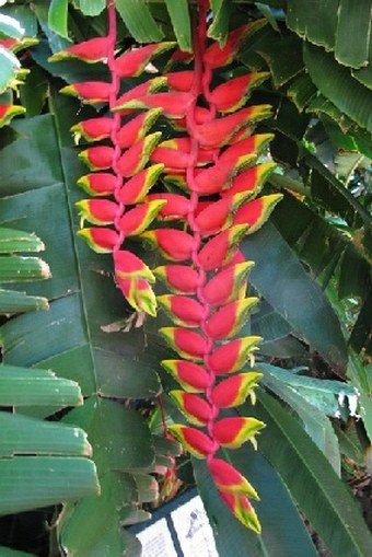 Heliconia rostrata