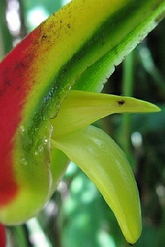 Heliconia rostrata