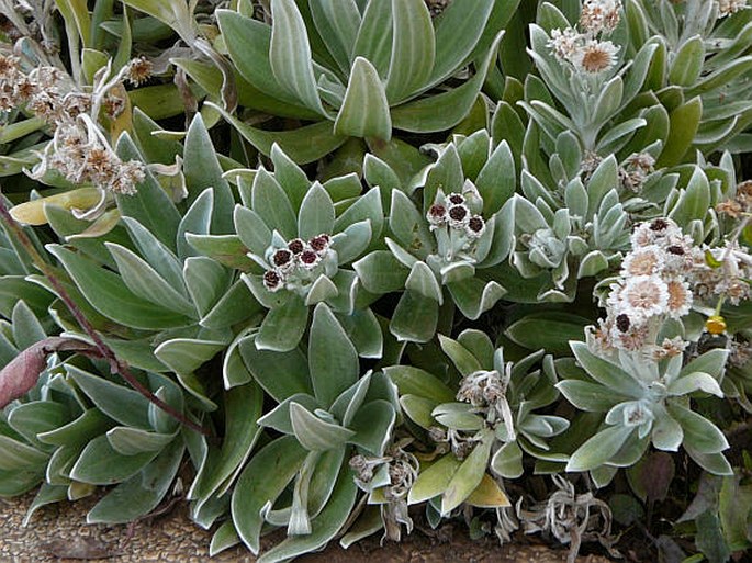 Helichrysum devium