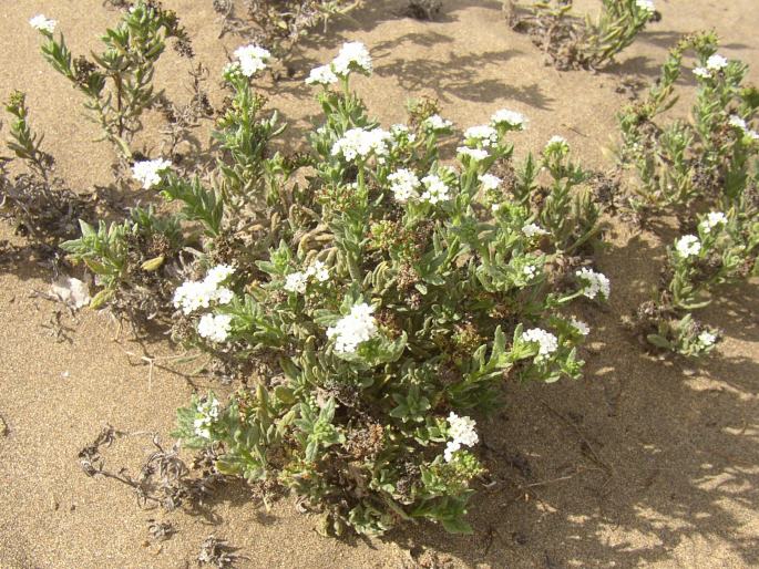 Heliotropium ramosissimum