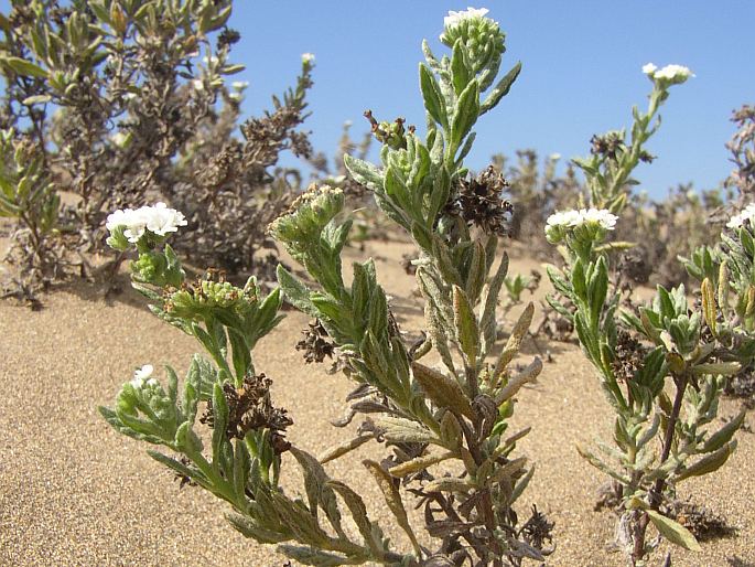 Heliotropium ramosissimum