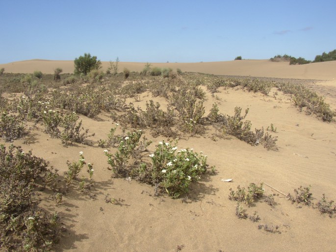 Heliotropium ramosissimum