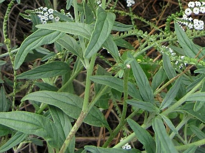 Heliotropium longiflorum