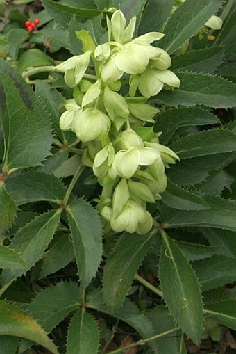 Helleborus lividus subsp. corsicus