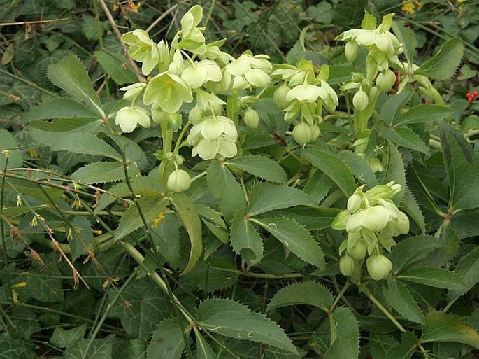 Helleborus argutifolius