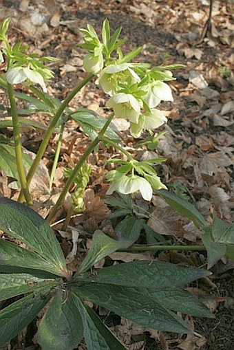 Helleborus orientalis