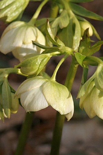 Helleborus orientalis