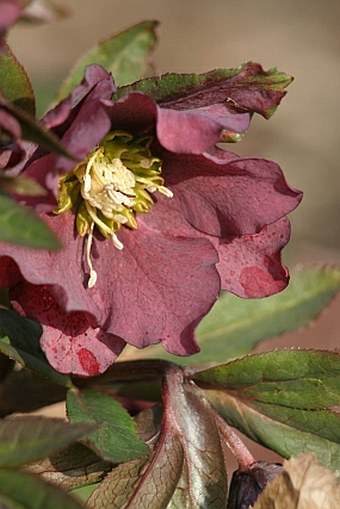 Helleborus orientalis