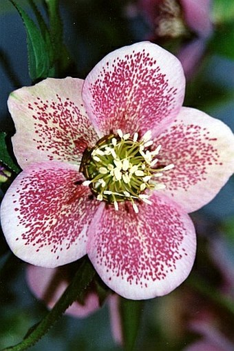 Helleborus orientalis