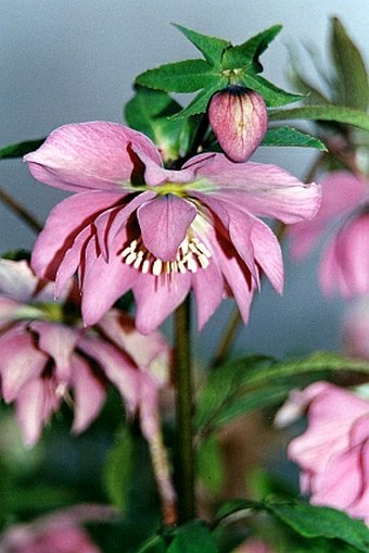 Helleborus orientalis