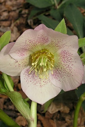 Helleborus orientalis