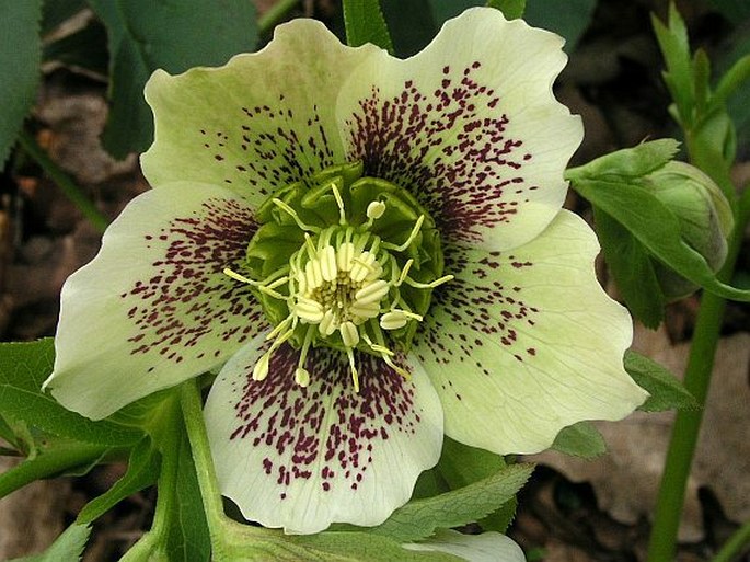 Helleborus orientalis