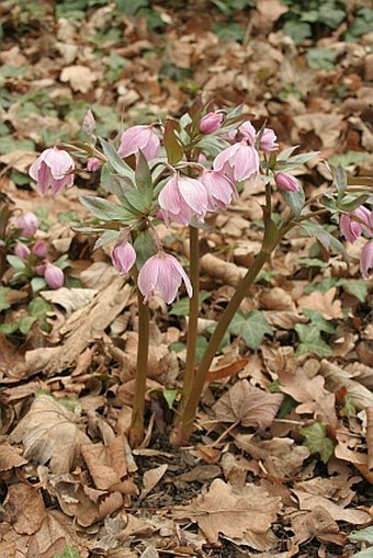 Helleborus thibetanus