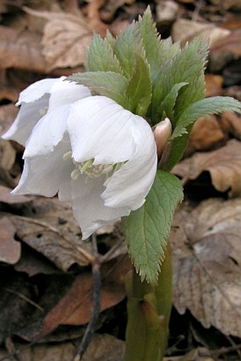 Helleborus thibetanus