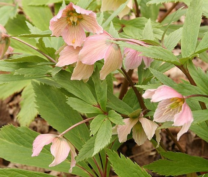 Helleborus thibetanus