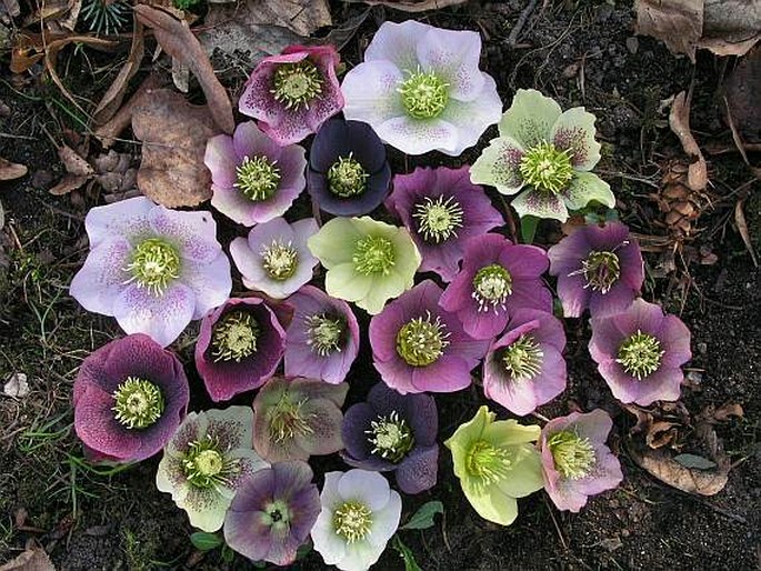 Helleborus × hybridus