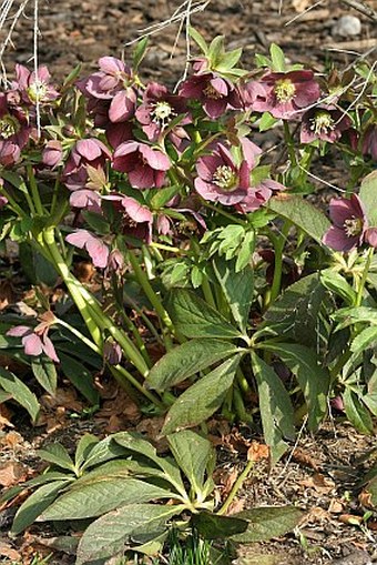 Helleborus orientalis Hybridus