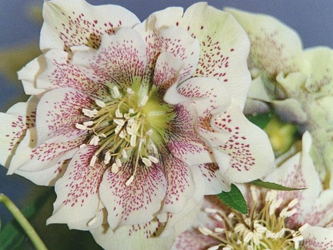 Helleborus orientalis Hybridus