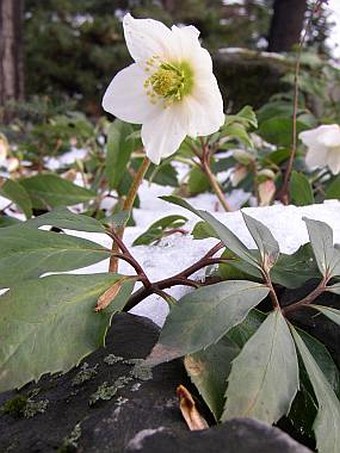 Helleborus niger