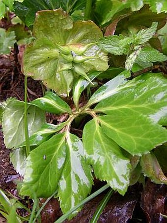 Helleborus niger