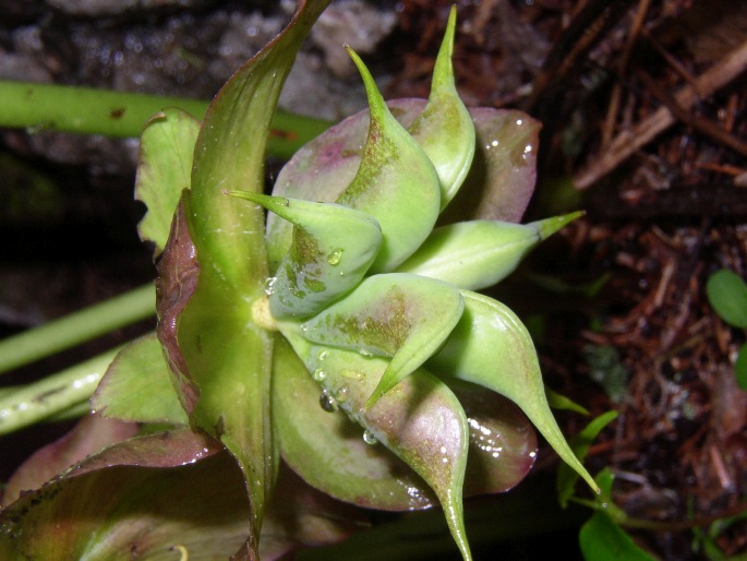 Helleborus niger