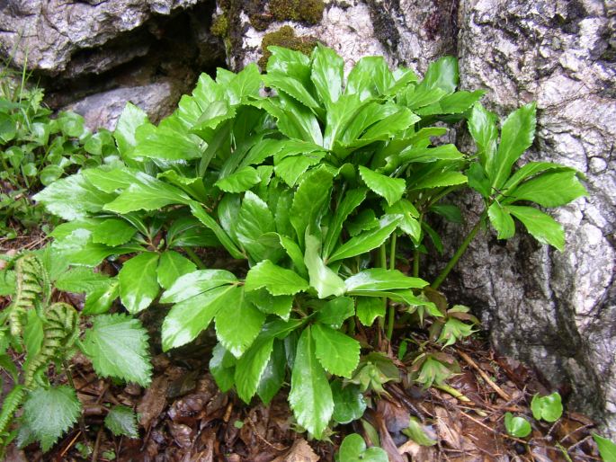 Helleborus niger