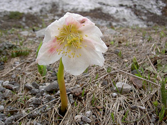 Helleborus niger