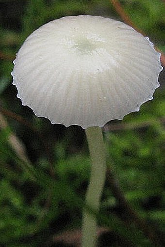 Mycena epipterygia