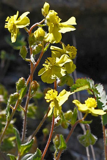 Helianthemum rupifragum