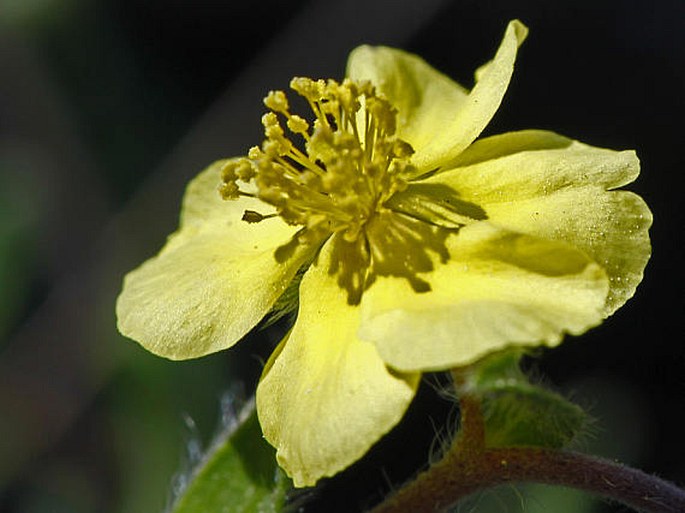 HELIANTHEMUM RUPIFRAGUM Kerner – devaterník skalní / devätorník skalný