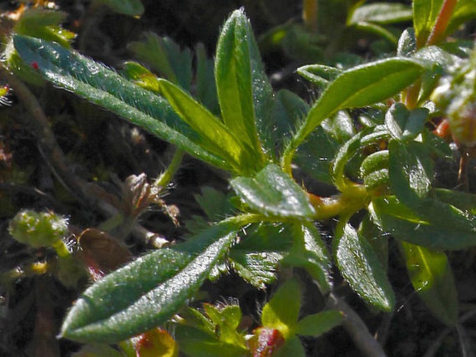 Helianthemum rupifragum