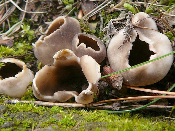 Helvella leucomelaena