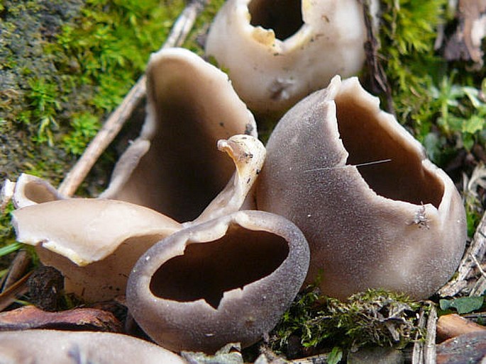 Helvella leucomelaena