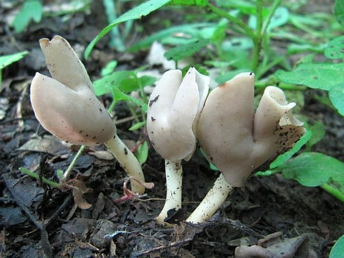 Helvella elastica