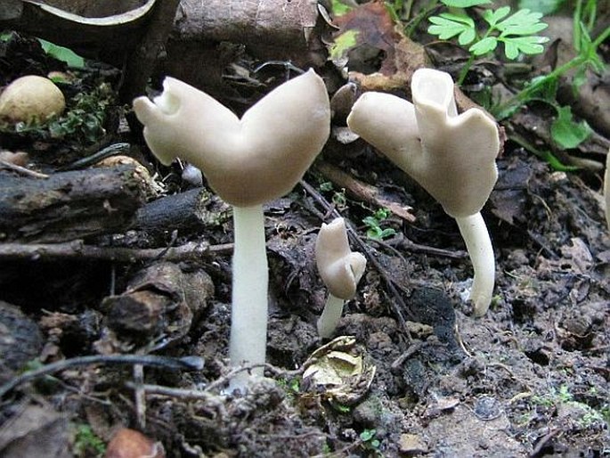 Helvella elastica