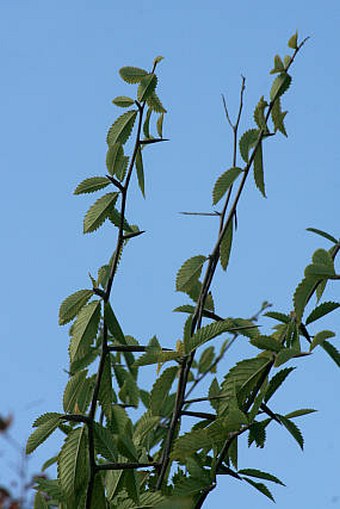 Hemiptelea davidii