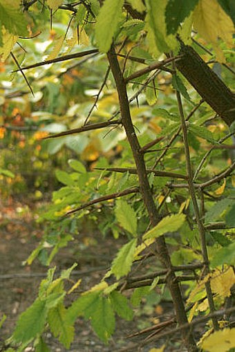 Hemiptelea davidii