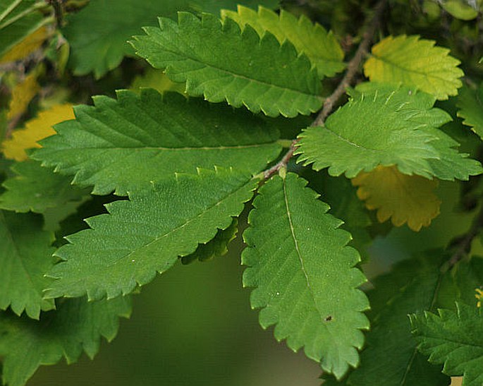 Hemiptelea davidii